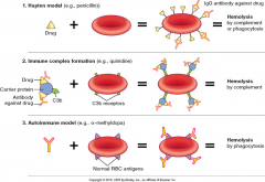 Immune complex activate C protein --> C3b + RBC --> C3B +RBC +IgG= hemolysis