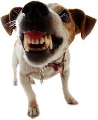 hot-temper;quick to anger
the dog became choleric when someone went inside the yard.