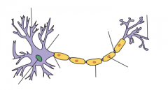 Axón o eje neuronal