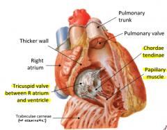 The Atrioventricular tricuspid valve
The chordae tendinae and papillary muscles