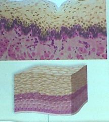 These cells that are layers of flattened cells are....