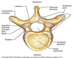 Vertebral Foramen