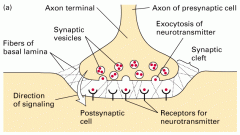 The narrow space that separates the neuron from the (muscle)