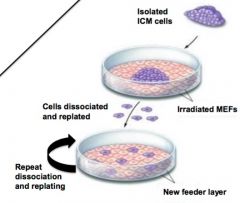 Cells are capable of long-term self-renewal when they are dissociated and re-plated. 

