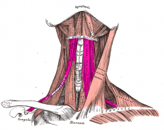Infrahyoid Muscles