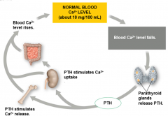 releases PTH (which raises blood calcium levels: antagonistic of calcitonin)