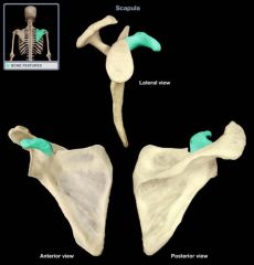 Coracoid Process
