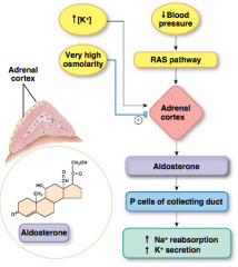 The primary action of aldosterone is renal sodium reabsorption.