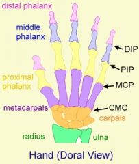 Hand (DIP, PIP, 1st MCP, 1st CMC)
Hip
Knee
1st MTP (big toe)
Spine (L4-L5, L5-S1)
C-spine

NOTE:
- uncommon to have involvement in the shoulder, elbow, ankle, MCPs, rest of wrist