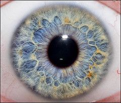 The coloured part of the eye, it controls the pupil.