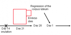 - if embryo dies, no hCG produced from syncytiotrophoblast.
- If no hCG is present then the corpus luteum will regress, the uterus will slough and the next cycle starts
