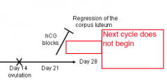The syncytiotrophoblast of the embryo will produce hCG, which will block the regression of the corpus luteum