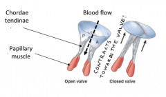 only attach to atrioventricular valves. Prevent backflow by forced closure due to pressure gradient in the ventricular contraction. They contract towards the valve.