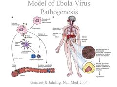 You need both antibody and cell mediated immunity to fully combat the virus!!
high viremia,