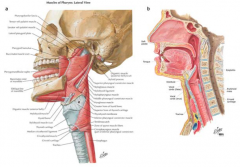 Larynx elevates at least 1 inch so that the food goes into the digestive tract and not the trachea