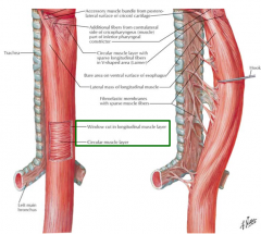 18-26 cm - traverses the cervical, thoracic, and abdominal compartments