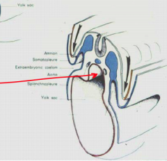 During transverse folding, the endoderm in the middle of the embryo is rolled into a
primitive midgut.The primitive midgut remains connected to the remains of the yolk sac by the vitelline duct
(yolk stalk).