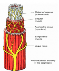 - Intrinsic - enteric neural plexus
- Extrinsic - vagus nerve