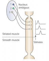 Nucleus Ambiguus (Central Pattern Generator in Brainstem) controls the activation to make a sequential, coordinated peristaltic movement