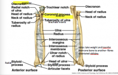 ulnar: 
longer of the two 
flat on top 
when flexed the coranoid process fits in the coranoid fossa 
distal end has disc shape- head of the ulna 
sharp edge- for interocious membrane 