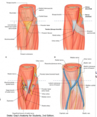 contains: 
median cubital vein 
cutaneous nerves
ulnar and radial arteries
medial and radial nerves
