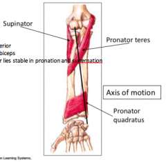 supinator
supination is the more powerful action 
also produced by biceps 
supinator 