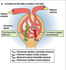 What drives glomerular filtration?