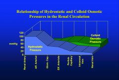 *In renal artery, hydrostatic pressure = BP. Big pressure drop at afferent and efferent arterioles. GLOMERULAR CAPILLARY FORCES FAVOR FILTRATION.
*π rises once you've passed into the peritubular capillary network. These are more favorable forces...