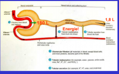 Tubulaire transportprocessen (reabsorptie)