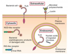 Examples: 
1. Toll like receptors (TLRs) -- bacterial cells; extracellular 
2. Toll like receptors (TLRs) -- nucleic acids of ingested microbes; endosomal membrane 
2. Lectin -- microbial polysaccharide; cytosolic 
3. NOD-like receptor -- bact...