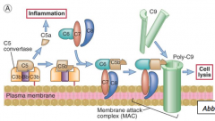 The process works like a "hole punch."  After C5 convertase releases C5a to stimulate inflammation, C5b remains and binds to the cell surface, along with C6, C7, and C8...as well as C9.  Together, they form the "Membrane Attack Complex."  This com...