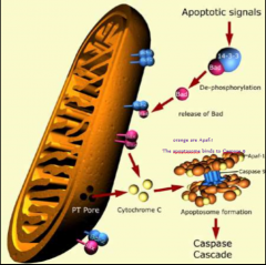 It binds to Apaf-1 (APoptosis-Activating Factor-1) which forms a hexamer called The Apoptosome which binds and activates caspase-9 which activates other caspase-9 molecules and then initiator caspase cascade is off and running.