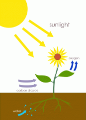 When a plant uses sunlight to convert light energy into chemical energy (food)