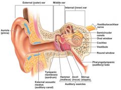 includes pinna/auricle, ear canal, and ear drum