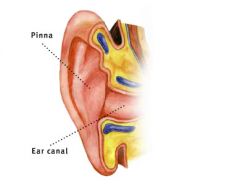 funnels sound into ear canal; sound bounces off depending on direction; changes spectrum of sound entering ear which can be useful in locating sound; bouncing location changes the timbre of the sound
