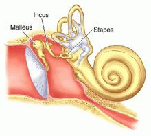 vibrations in ear cause 3 ossicles to vibrate; act as amplification system to overcome reflection of sound and it travels from air to fluid-filled chamber