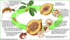 Pollination and mutualism are not mutually exclusive, however there is one insect life cycle that represents both. The Fig wasp life cycle allows the fig flower to be pollinated, and the wasp to reproduce at the same time. Both rely solely on the ...