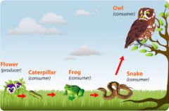 A linear network of links in a food web starting from primary consumers to apex predators.