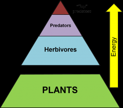 Each of the several hierarchial levels in an ecosystem
