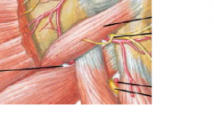 Borders: Teres Major superiorly, lateral head of triceps laterally, long head of triceps medially

Contents: Deep Brachial Artery and Radial Nerve which both will travel to the posterior aspect of the arm