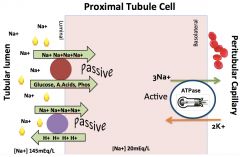 With all the Na+ coming into the proximal tubule cell, how is charge maintained?