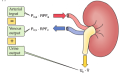 Arteriele output (Pxa * RPFa) =
Veneuze output (Pxv * RFv)


+ 


Urineoutput (Ux * V)


Uitgaande van Px = concentratie stof x