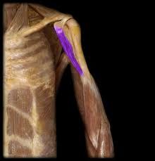 What is muscle marked in purple?