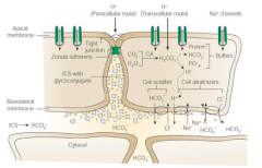 - The apical cell membrane and intercellular junctional complex provide a structural barrier to H+ diffusion
- Intracellular buffering by negatively charged proteins and bicarb
- H+ extrusion processes (Na+/H+ exchange and Na+-dependent Cl-/HCO3...