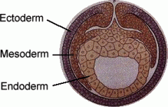 Endoderm- digestive tract
ectoderm- cns system
mesoderm-muscle and most organs