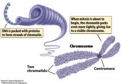 DNA wound tightly and organized; This is the form of DNA during mitosis and meiosis.
