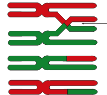 Gene exchange on chromosomes that can occur during the first stage of meiosis.