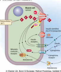 Insuline --> insulinereceptor --> glucose + ATPase


Adrenaline --> epinefrinereceptor --> cAMP


Aldosteron