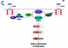 EGFRS are members of the ErbB family of RTKs
substrate binds, R dimerises, autophosphorylation
many pathways
mitogen-activated protein kinase (MAPK)