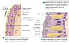 the underlying layer of areolar tissue that supports the respiratory epithelium. 


-contains mucous glands that discharge their secretions onto the epithelial surfaces. 